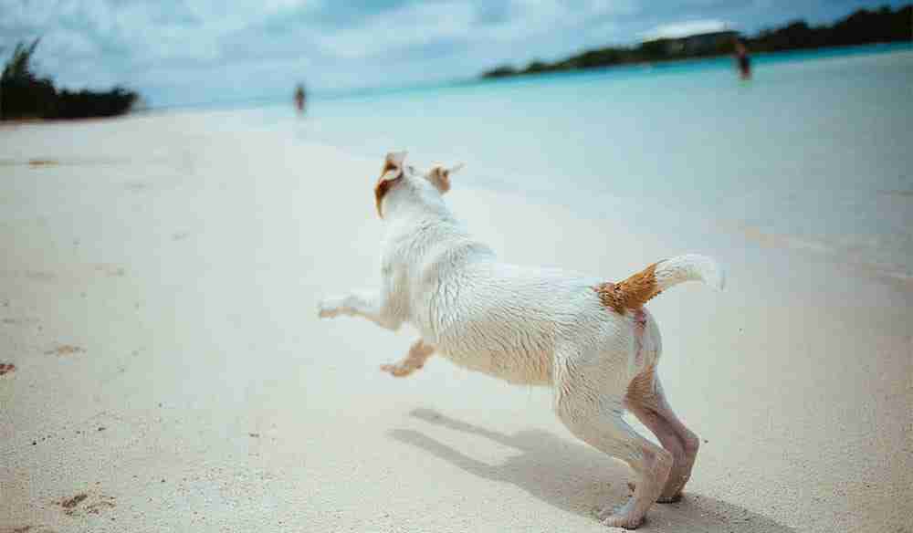 dog in the beach - Pet Friendly Byron Bay Accommodation & Surrounds blog