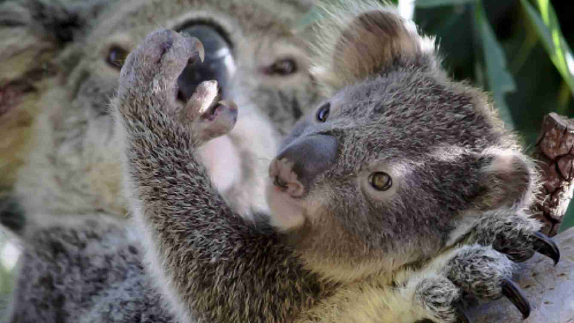 Mother and baby koala in a tree the baby koala is holding his mother's nose with one paw