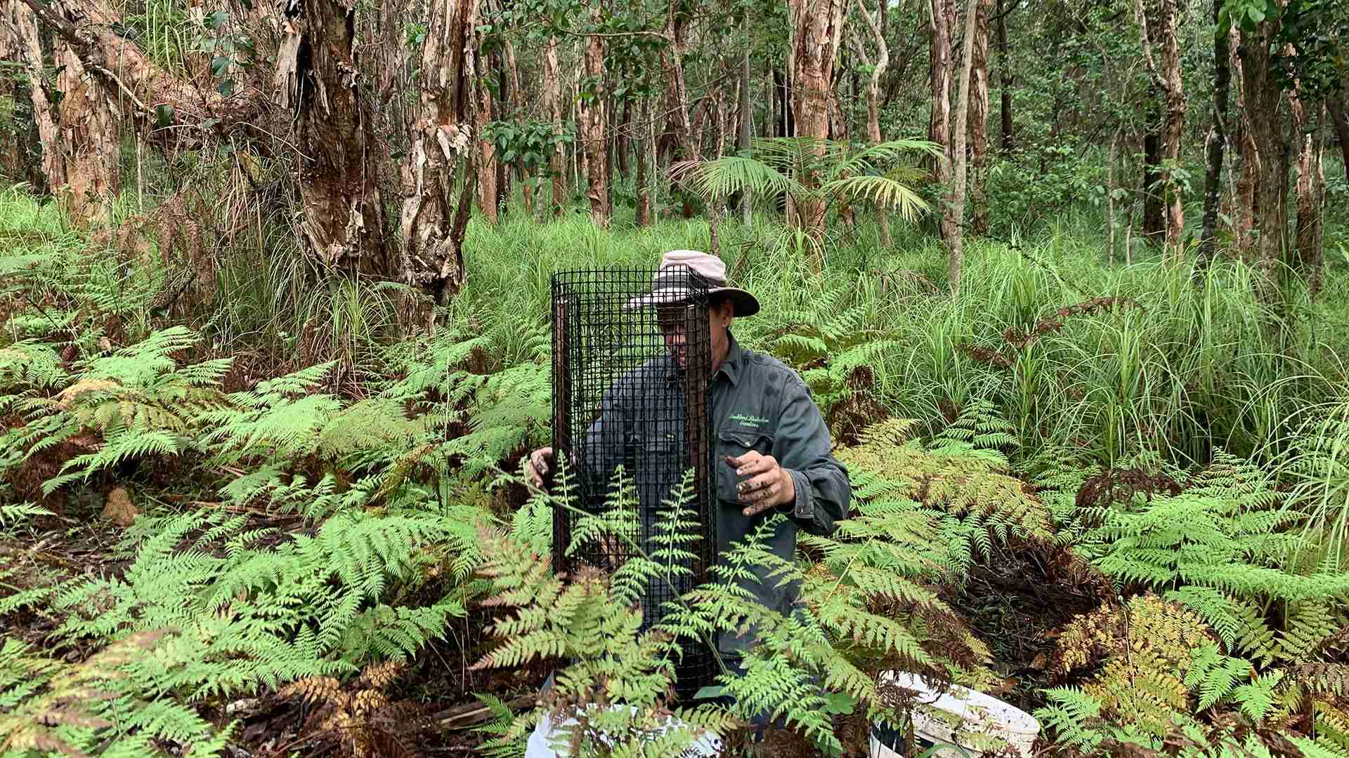 Man planting koala habitat trees in Broken Head Reserve