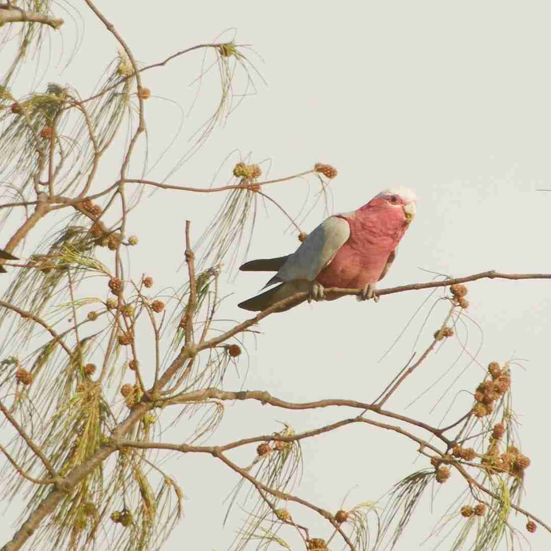 pink cockatoo sitting on a branch